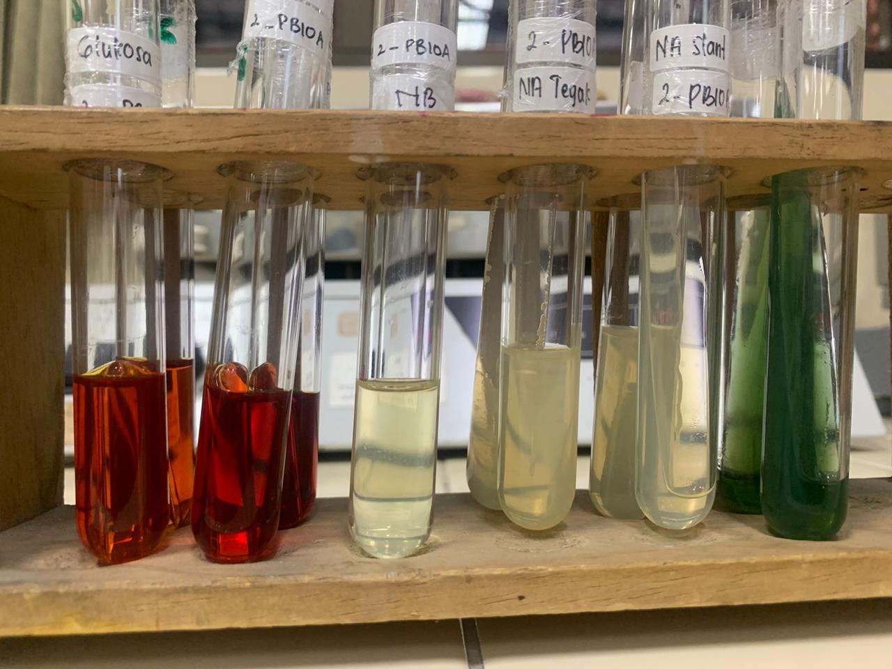 Biochemical tests — catalase, citrate, and motility assays