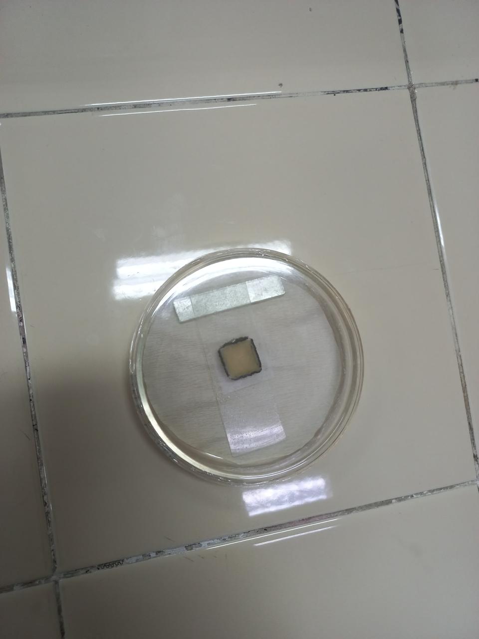 Slide culture technique for fungal colony examination